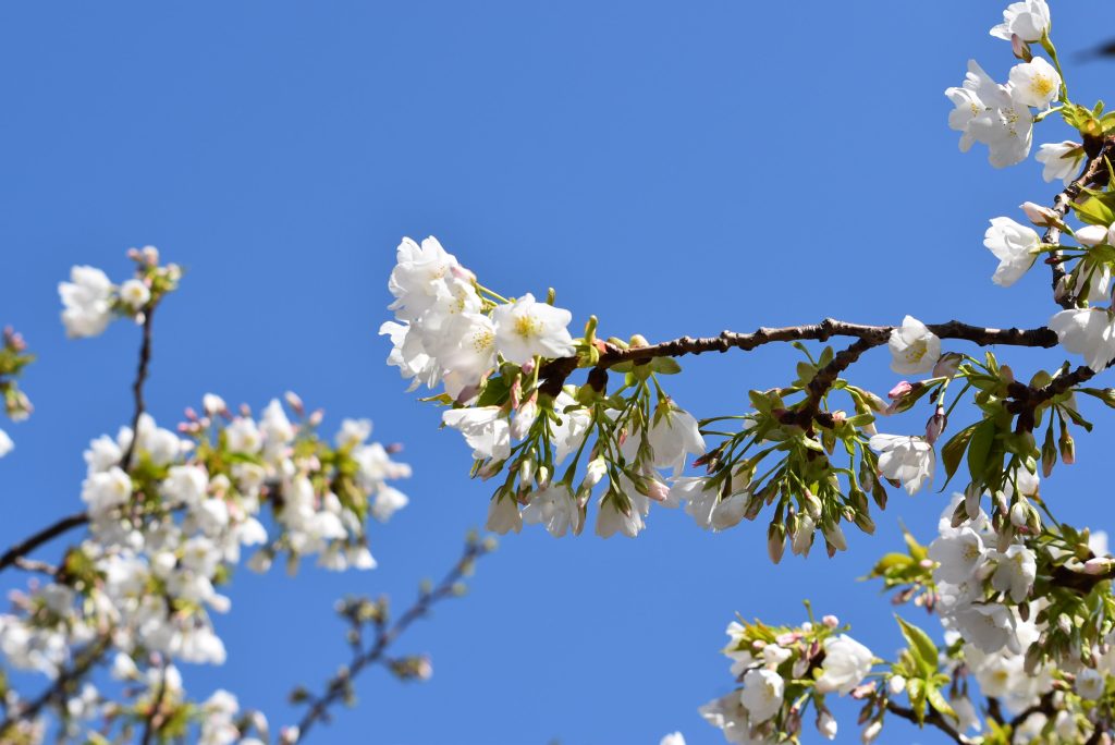 桜は美しいですね